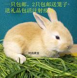 兔子活体宠物活兔子黄色公主兔成长系肉兔注射疫苗2只包邮包邮
