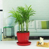 花卉/绿植 袖珍椰子盆栽苗 办公桌面植物 去甲醛绿色空气清新剂