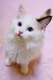 【天使猫窝】CFA注册猫舍玳瑁色布偶妹妹未来种母甜美亲人