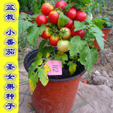秋冬四季播蔬菜种子家庭盆栽观果小番茄种子美味圣女果种子 批发
