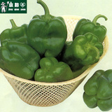 【京黔园】新鲜精品蔬菜 菜辣椒 柿子椒 北京同城配送到家