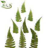 林之梦 岩蕨植物标本干花押花画手工贺卡装饰材料田园环保创意
