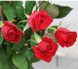 正品玫瑰花苗批发 家庭盆栽植物花卉5年玫瑰花苗子当年开