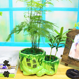 室内造型植物绿植盆栽文竹成品组合花卉四季常绿桌面小盆景易养护