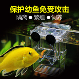 吉印孔雀鱼隔离盒孵化盒鱼缸繁殖箱孔雀鱼繁殖盒亚克力孵化器小号