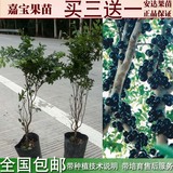 包邮嘉宝果树葡萄嘉宝果水果台湾嘉宝果树苗南方种植盆栽地栽树木