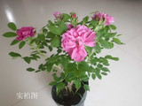 香水玫瑰 食用玫瑰花苗 花朵是泡茶饮用 提取精油的佳品【月季花