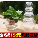 包邮圆球透明玻璃瓶水培花瓶花盆 水养绿萝植物花卉瓶子大号 批发