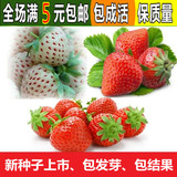 进口24种草莓种子水果/果树种子盆栽200粒红/白/阳台水果蔬菜种子