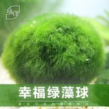 绿藻球小鱼缸水族箱造景装饰真水草种子植物活体前景草懒人水藻球