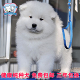 高品质双血统纯萨摩耶幼犬狗狗出售 西伯利亚雪橇犬纯白色宠物狗