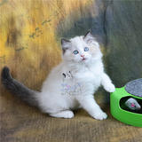 [魅迹湾]蓝双色布偶猫出售CFA血统海豹双色MM种猫首选 活体宠物