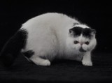 异国短毛猫 CFA注册 血统 赛级 加菲猫 波斯猫 宠物猫黑白梵花色
