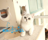 【琥珀】赛级云系英国短毛猫英短银色渐层幼猫DD公宠物有视频