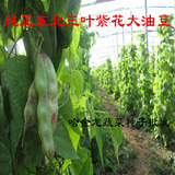 东北特产三叶紫花油豆角种子哈金龙蔬菜批发阳台种植培育嫁接菜籽