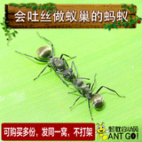 蚂蚁工坊 活体宠物蚂蚁 生日礼物 科教益智 拟黑多刺蚁3后150工