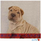纯种沙皮幼犬 宠物狗狗活体 家养包纯种 包健康沙皮犬幼犬出售