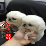南京纯种北京京巴幼犬赛级宫廷犬超可爱长不大雪白的宠物狗狗14