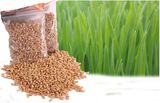 特价 纯天然无公害发芽率高猫草种子/小麦种子 1包 买
