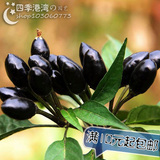 日本朝天椒种子 辣椒种子 辣味强 易栽培 小菜园品种 约50粒