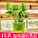 【天天特价】防辐射甲醛桌面办公室内水培植物花卉万年青绿萝盆栽