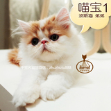 【千宠名猫馆】 宠物猫 纯种幼猫 异国长毛加菲猫/波斯猫弟弟