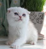 宠物小猫咪纯种英国短毛猫英短蓝猫立耳折耳活体幼猫幼崽宠物猫1