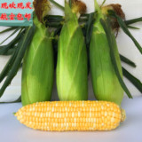 云南特产新鲜水果玉米甜玉米棒有机蔬菜鲜嫩可以生吃现砍4斤包邮