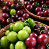 荷兰紫番茄樱桃番茄种子  阳台四季播 秋冬季蔬菜种子 原装彩包