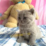 # 坨坨家 # 纯种苏格兰折耳立耳MM 蓝猫幼猫活体 宠物猫出售
