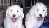 重庆古牧纯种幼犬出售 古代牧羊犬宠物狗狗 可支付宝支持上门交易