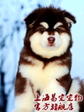 1棕色红色巨型阿拉斯加犬雪橇犬幼犬出售纯种上海阿拉斯加犬舍活
