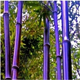 庭院植物 紫竹苗 青竹苗 金镶玉竹高档彩色竹子 阳台装饰盆栽植物