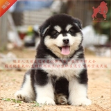 出售精品巨型阿拉斯加纯种大型雪橇犬宠物狗狗棕红灰№黑白花色01