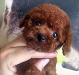 泰迪犬纯种茶杯泰迪幼犬出售棕色灰色白色玩具迷你韩国贵宾宠物K1