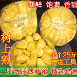 新鲜菠萝蜜 海南新鲜水果 木菠萝 三亚热带农家时令生鲜干苞25斤