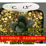 C15 万象 十二卷 多肉 西萍园艺植物实生冠幅约3.5cm一物一拍包邮