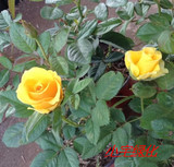 黄玫瑰月季花苗 金香玉包对版 带土发货全网最低价正品免邮