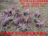 可以生吃的紫山药紫玉淮山塑料管种苗,满500斤送横向种植技术光盘