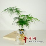 室内小盆栽 观赏竹类【文竹】水培水生植物 室内盆景 四季常绿