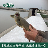 【糯滋滋甲鱼】生态 公甲鱼 5年2.2斤 活体 水鱼 团鱼王八 中华鳖