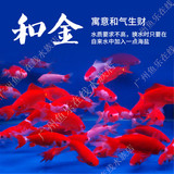鱼乐在线/金鱼/冷水鱼/日本和金 懒人鱼 好养耐养 室外水池养活体