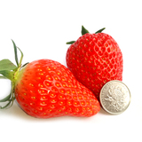 草莓99 奶油绿色草莓 九九奶油草莓 水果 东港特产【沈阳同城】
