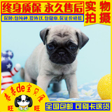 上海巴哥宠物狗幼犬出售纯种可爱傻乎乎巴哥犬 正宗巴哥狗狗幼犬