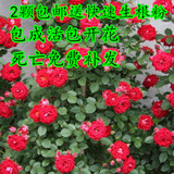阳台庭院花卉盆栽 爬藤蔷薇花苗 3年苗 玫瑰当年开花爬墙藤蔓植物