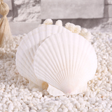 天然海螺 大号贝壳白扇贝 白色烧烤扇贝壳 贴墙鱼缸