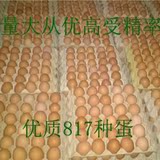 优质817 种蛋，受精蛋，肉鸡种蛋，肉蛋兼用受精种蛋，孵化用蛋