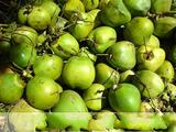大个椰青海南本地新鲜水果嫩椰子椰子青皮大椰子拍三个包邮九省
