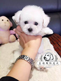 茶杯体白色泰迪犬幼犬 出售迷你型袖珍活体贵宾犬幼犬宠物狗狗