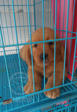 上海出售纯种金毛幼犬黄金色宠物狗 家养导盲犬 寻回猎犬